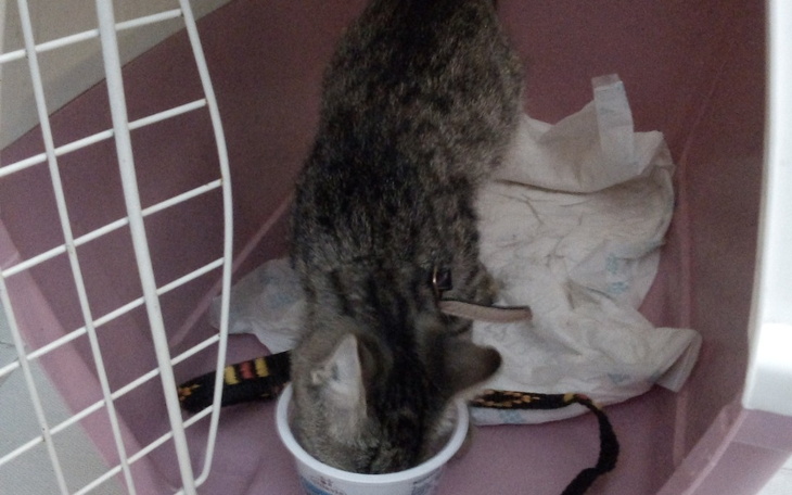 Zbiórka Na leczenie kotka Cwaniaczka - zdjęcie główne