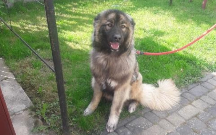 Zbiórka Transport Puszka - zdjęcie główne