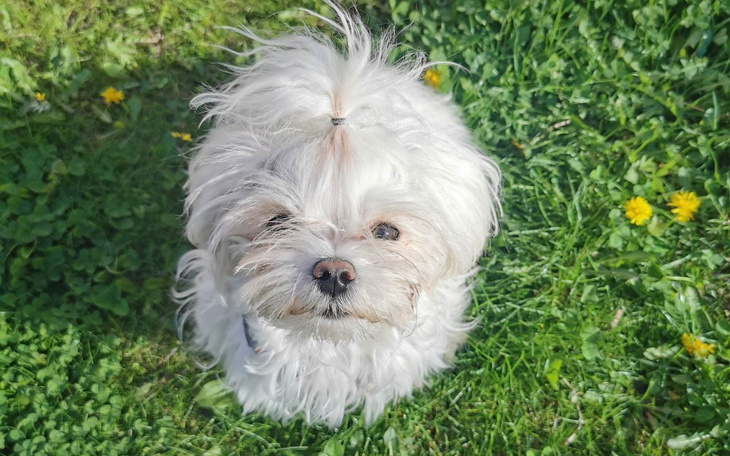 Zbiórka Wsparcie Pieska - Rocznej Suczki - zdjęcie główne