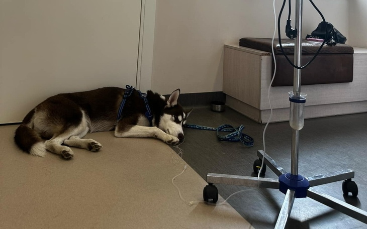 Szukający pies odpoczywający w szpitalu, z niebieską smyczą.