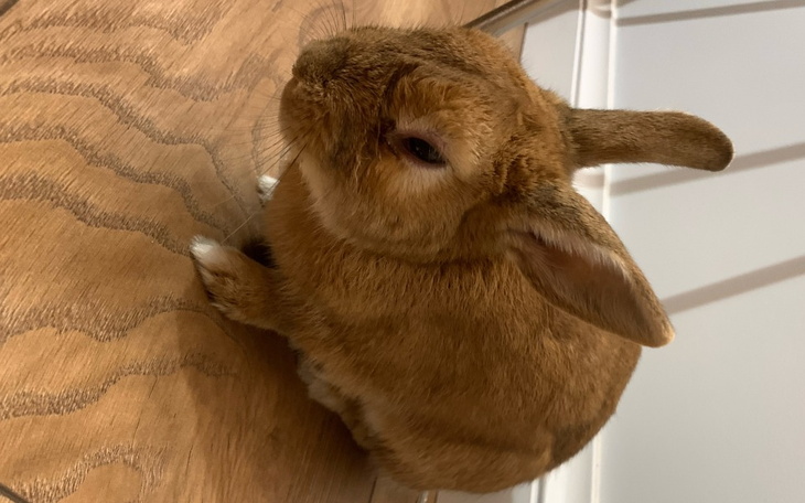 Zbiórka Ratujemy życie Bambusi - zdjęcie główne