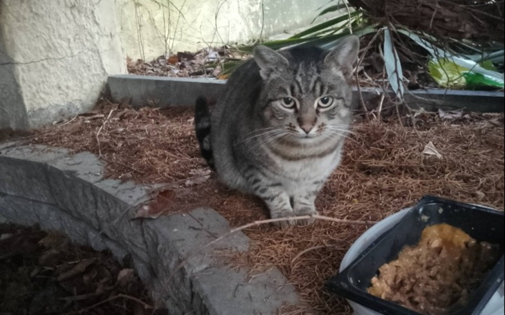 Kot siedzący na zewnątrz, patrzący w stronę kamery.