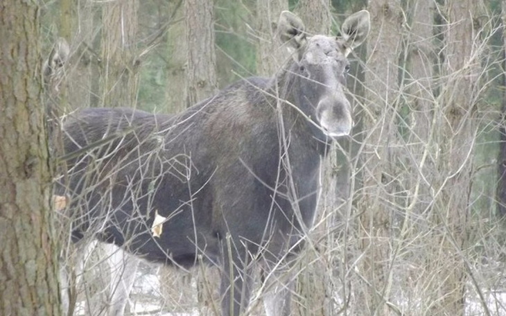 Zbiórka Zimowe zapasy na Ciężkie czasy - zdjęcie główne
