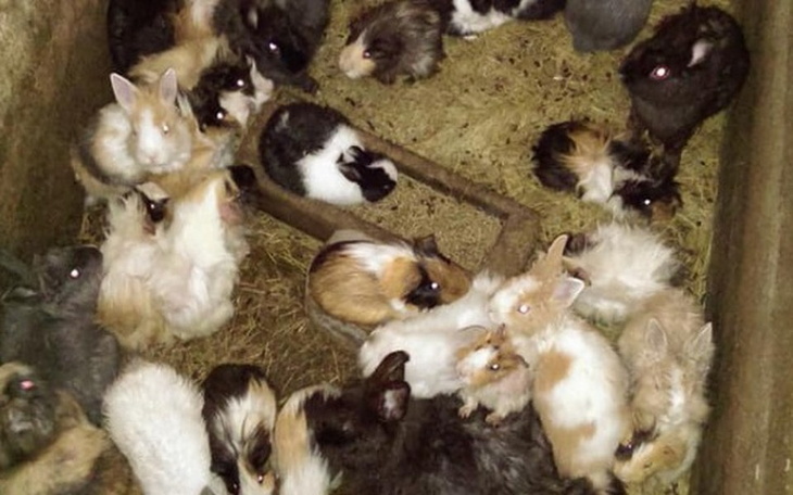 Zbiórka SPK Wrocław - Króliki z Konina - zdjęcie główne