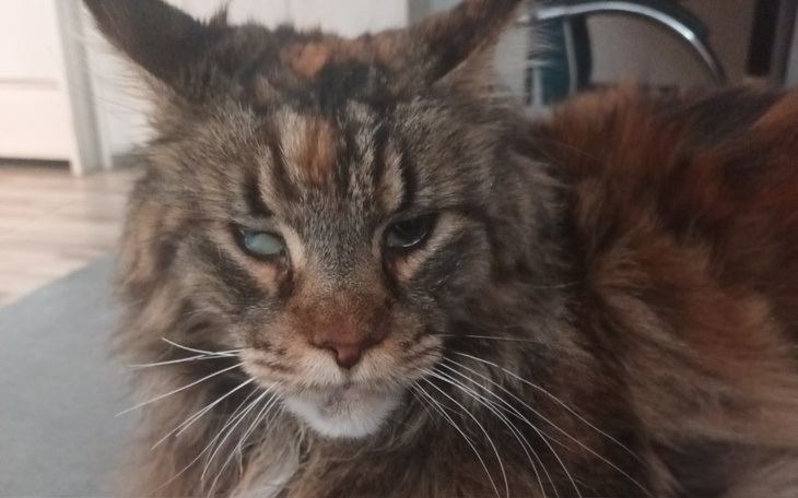 Kot rasy Maine Coon z wyrazem twarzy.