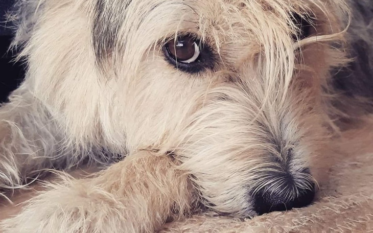 Zbiórka Zapasy karmy - zdjęcie główne