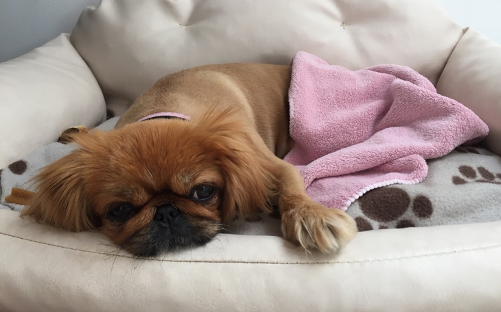 Zbiórka Operacja więzadeł Molci - zdjęcie główne