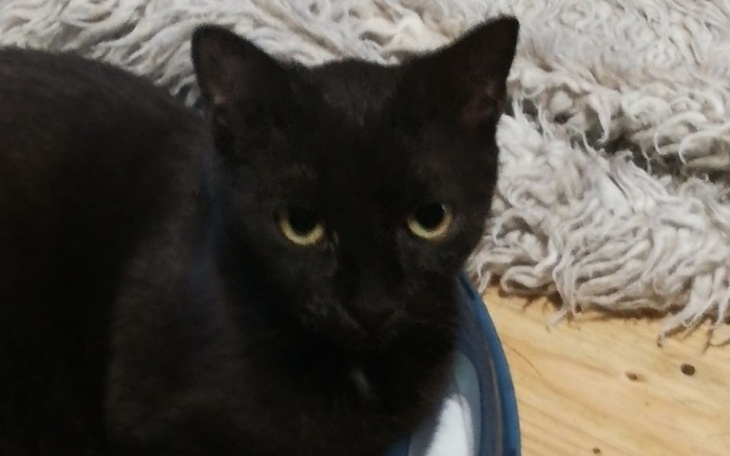 Zbiórka By zapobiec kociej bezdomności. - zdjęcie główne