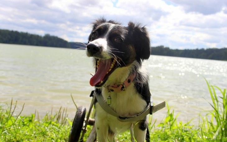 Pies na wózku inwalidzkim nad jeziorem.