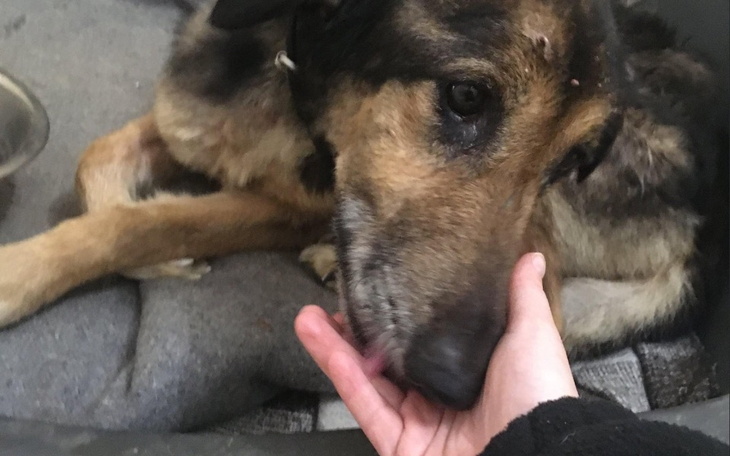 Zbiórka Dla futrzaków zamiast kwiatów - zdjęcie główne