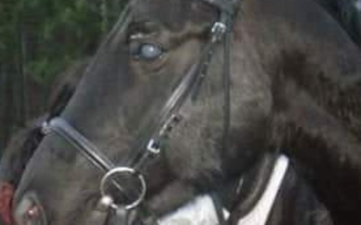 Zbiórka Niewidomy skazany na śmierć. - zdjęcie główne