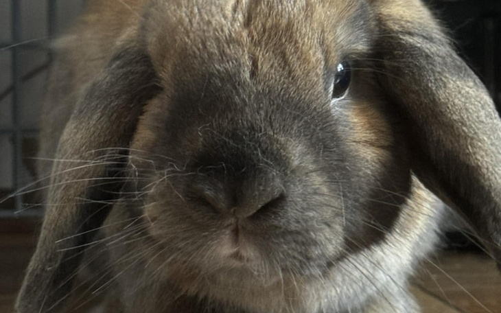 Królika o miękkim futrze, patrzącego w obiektyw.