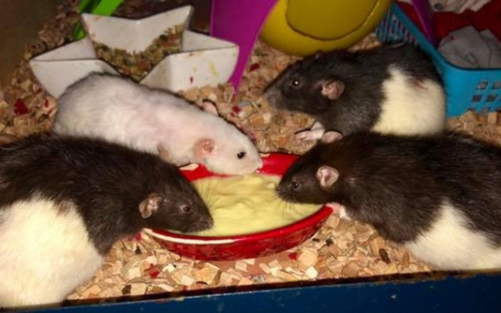 Zbiórka DT Ogoniaste - grudniowa faktura - zdjęcie główne