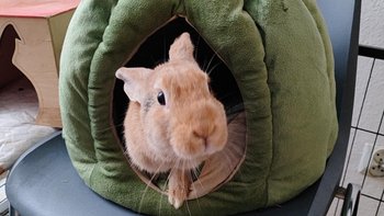 Zbiórka Karotka - miniaturka zdjęcia