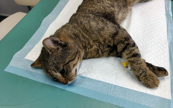 Zbiórka Żurek - zdjęcie główne