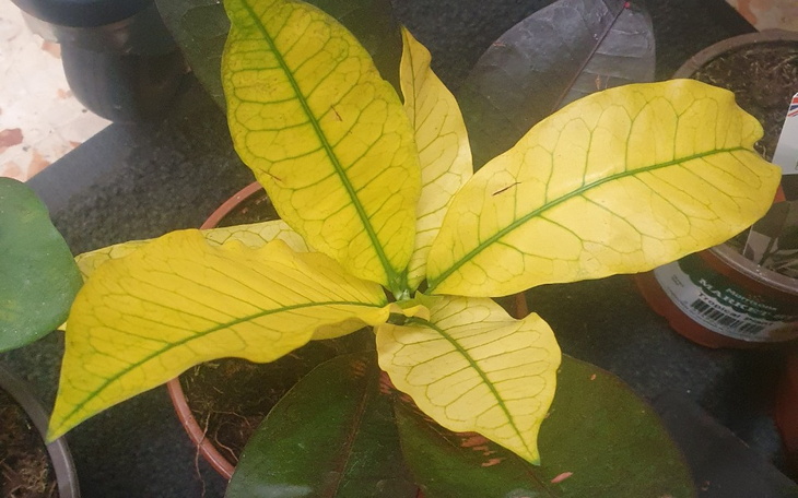 Zbiórka Na maszarze - zdjęcie główne