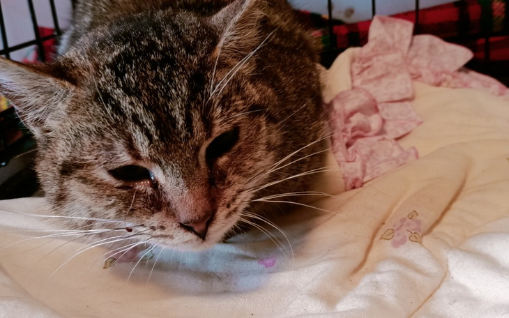 Zbiórka Chora kotka spod hotelu - zdjęcie główne