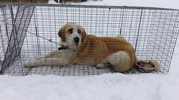 Zbiórka Prosimy o pomoc dla Róża - miniaturka zdjęcia