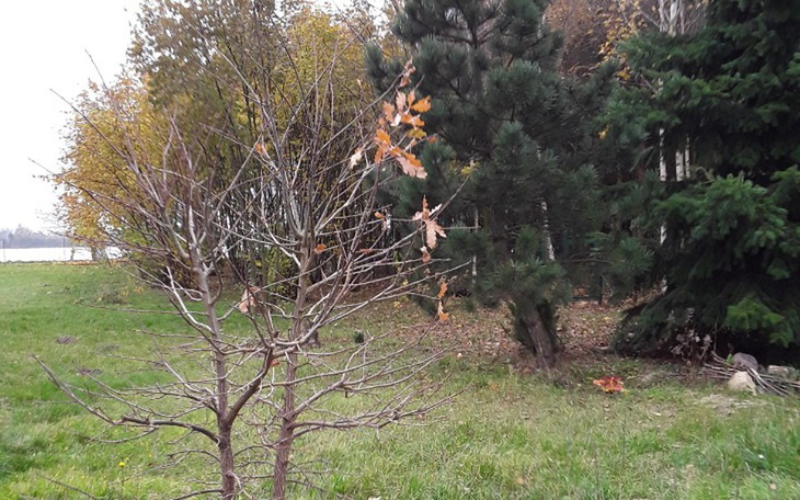 Zbiórka Domki dla ptaków jeży wiewiórek - zdjęcie główne