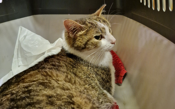 Kot w transporterze, wygląda na zrelaksowanego.