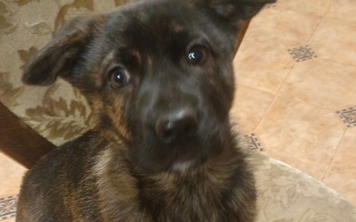 Zbiórka Na leczenie szczeniaczka - zdjęcie główne