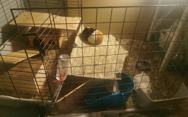 Zbiórka Mały azylek dla świnek - zdjęcie główne