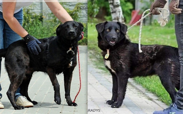 Zbiórka Wyrwijmy psiaki zza krat! - zdjęcie główne