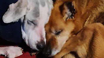 Zbiórka Nie zostawcie nas w tej walce. - miniaturka zdjęcia