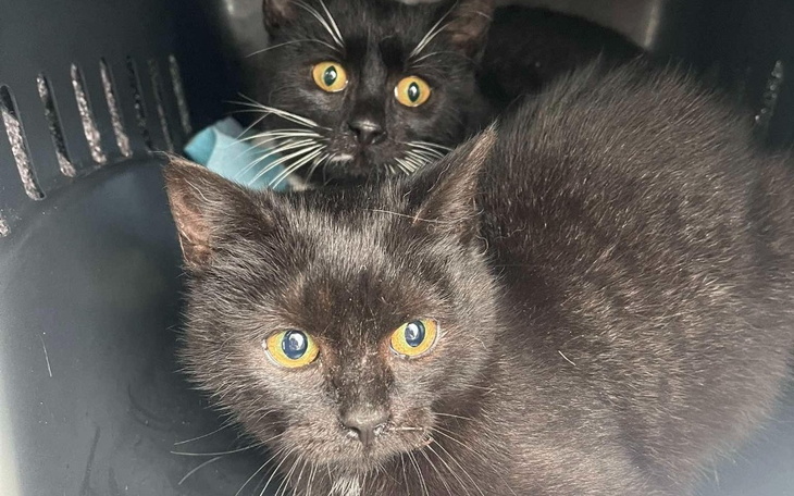 Dwa czarne koty w transporterze, patrzące na zewnątrz.