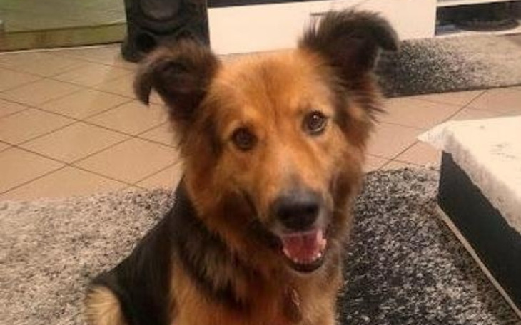 Zbiórka Pomoc dla chorej Daisy - zdjęcie główne