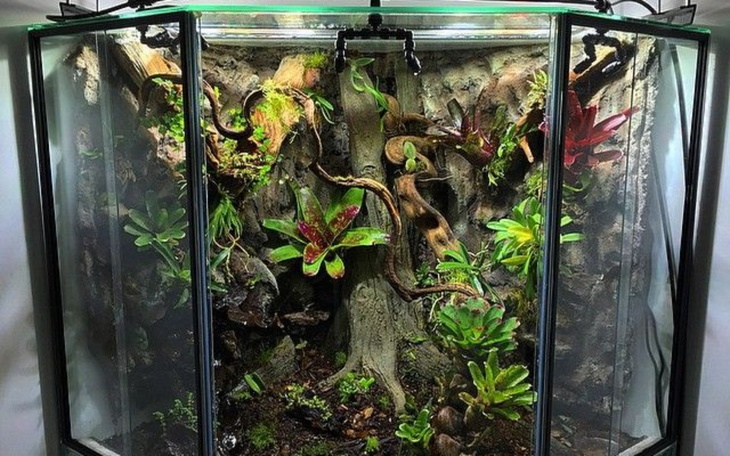 Zbiórka Vivarium marzeń - zdjęcie główne