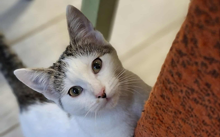 Kot z ciekawym spojrzeniem, siedzący obok pomarańczowej ściany.