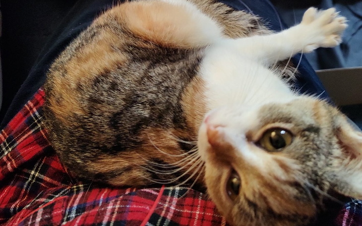 Zbiórka Plamka zwana Waleczną - zdjęcie główne