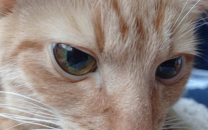 Zbiórka Ari prosi o szansę na życie - zdjęcie główne