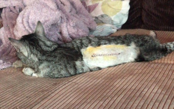 Zbiórka Rehabilitacja kota Admirała - zdjęcie główne