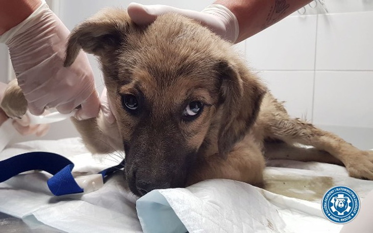 Zbiórka Na ratunek potrąconej suni! - zdjęcie główne