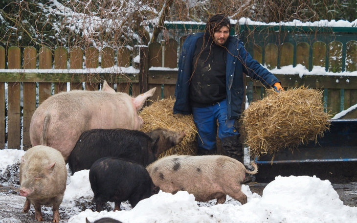 Mężczyzna z sianem w rękach, otoczony przez świnie w zimie.