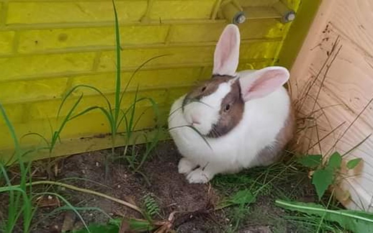 Zbiórka Na Ratowanie Znajdy - zdjęcie główne