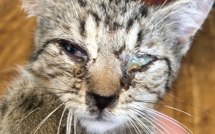 Kotek z problemem zdrowotnym, z widocznymi objawami choroby oczu.