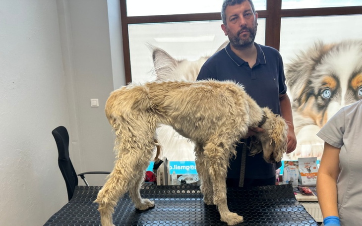 Pies na stole weterynaryjnym, z opiekunem obok.