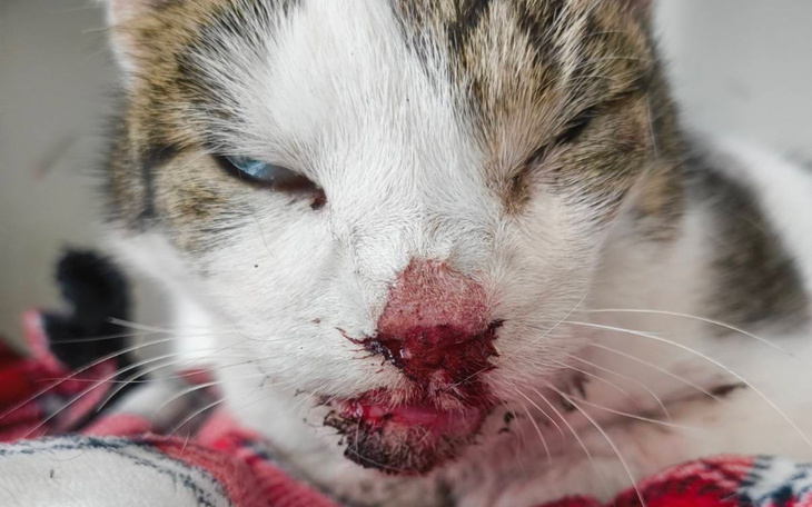 Kot z raną na nosie, leżący na kocu.