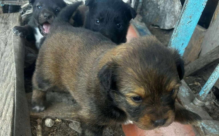 Słodkie szczeniaki bawiące się w przytulnym miejscu.