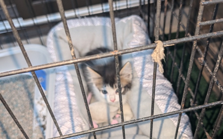 Zbiórka PomagamyKotka - zdjęcie główne