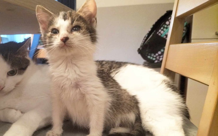 Zbiórka Na testy fiv/felvpanleukopenie - zdjęcie główne