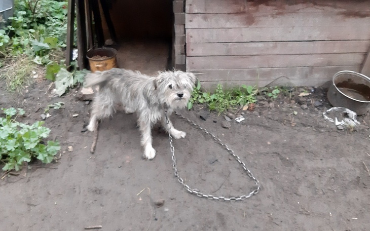 Zbiórka Na ratunek psom z łańcucha - zdjęcie główne