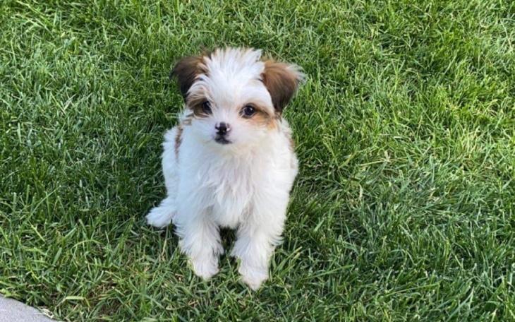Zbiórka Na operacje Letty shih-tzu - zdjęcie główne