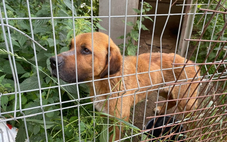 Zbiórka Na pomoc psu z interwencji - zdjęcie główne