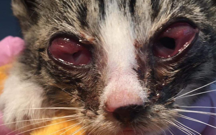 Zbiórka Kocie troski faktura w lecznicy - zdjęcie główne