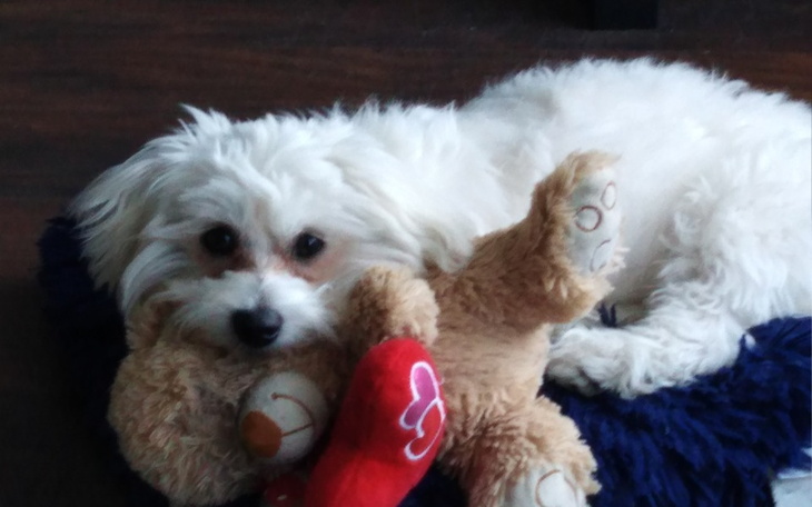 Zbiórka Pomóż mi ratować psa - zdjęcie główne