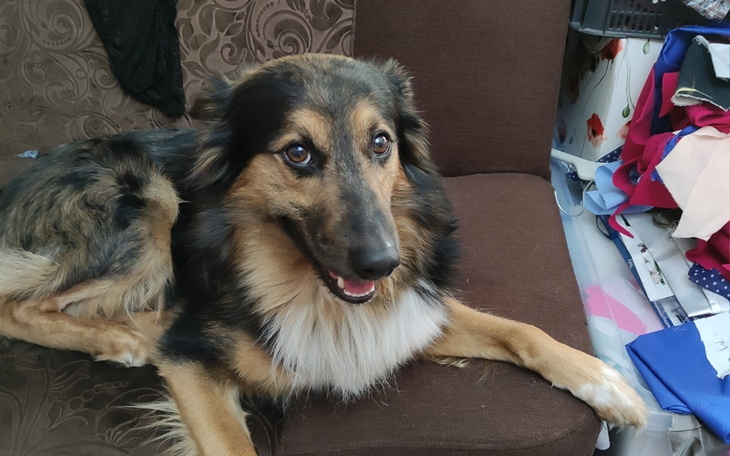 Zbiórka Ranny pies po wypadku - zdjęcie główne